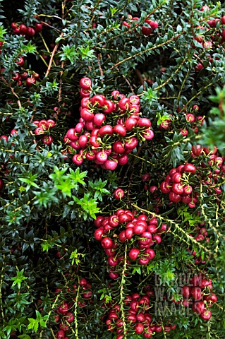 GAULTHERIA_MUCRONATA_CRIMSONIA