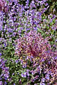 NEPETA AND ALLIUM CHRISTOPHII