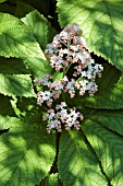 RODGERSIA SAMBUCIFOLIA