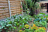 YOUNG VEGETABLE PLOT