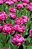 TULIPA DUBBEL PAARS