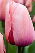 TULIPA PINK IMPRESSION