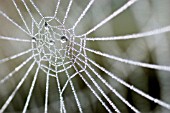 FROSTY SPIDERS WEB