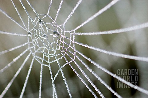 FROSTY_SPIDERS_WEB