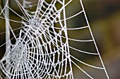 FROST ON SPIDERS WEBS