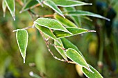 FROST ON BAMBOO LEAVES