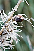 FROST ON ACANTHUS SPINOSUS SEED