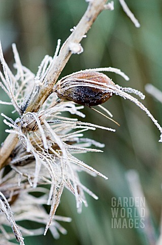 FROST_ON_ACANTHUS_SPINOSUS_SEED