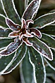 FROST EDGE ON EUPHORBIA PURPUREA