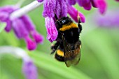BUMBLE BEE POLLINATING SALVIA