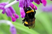 BUMBLE BEE POLLINATING SALVIA