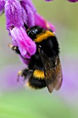 BUMBLE BEE ON SALVIA