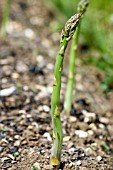 ASPARAGUS