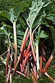 HARVESTED RHUBARB