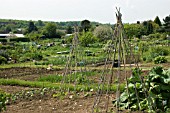 ALLOTMENT IN SPRING