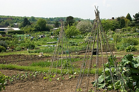 ALLOTMENT_IN_SPRING