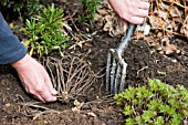 PLANTING ASPARAGUS CROWNS