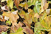 CONVOLVULUS ARVENSIS,  BINDWEED 1 WEEK AFTER WEED KILLING