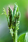 APHIDS ON LATHYRUS