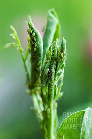 APHIDS_ON_LATHYRUS