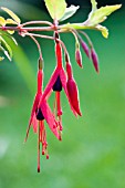 FUCHSIA MAGELLANICA