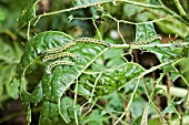 CATERPILLAR OF LARGE WHITE BUTTERFLY AND DAMAGE CAUSED