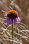 ECHINACEA PURPUREA RAZZMATAZZ WITH CAREX BUCHANANII