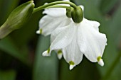 LEUCOJUM VERNUM