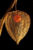 PHYSALIS ALKENGI