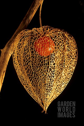 PHYSALIS_ALKENGI