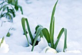 GARLIC GROWING THROUGH SNOW