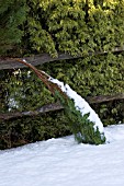 SNOW WEIGHING DOWN A CONIFER BRANCH