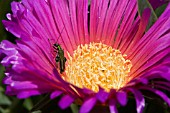 OEDEMERA NOBILIS,  FLOWER BEETLE