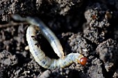 SWIFT MOTH LARVAE