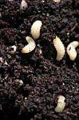 VINE WEEVIL LARVAE