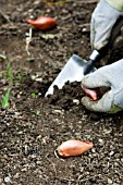 SHALLOTS BEING PLANTED