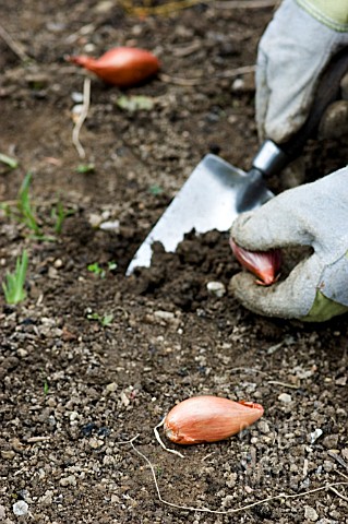 SHALLOTS_BEING_PLANTED