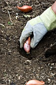 PLANTING SHALLOTS