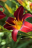 HEMEROCALLIS STAFFORD