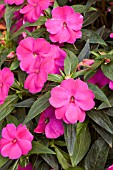 IMPATIENS FANFARE FUCHSIA IMPROVED