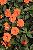 IMPATIENS FANFARE ORANGE