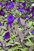 PETUNIA EASY WAVE WITH SALVIA OFFICINALIS PURPUREA