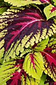 SOLENOSTEMON KONG, (SYN. COLEUS KONG), (FLAME NETTLE)