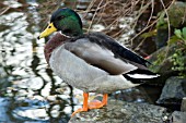 MALLARD DUCK