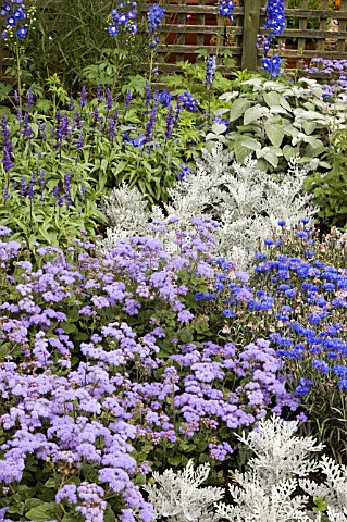 SILVER_AND_BLUE_PLANTING