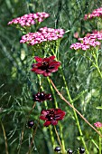 COSMOS AND ACHILLEA