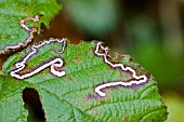 LEAF MINER