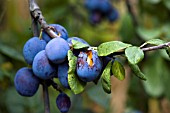 BIRD DAMAGE TO FRUIT