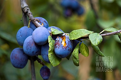 BIRD_DAMAGE_TO_FRUIT