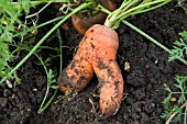 FUNNY SHAPED CARROT